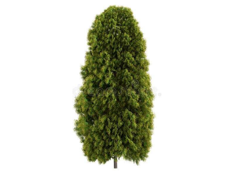 Thuja