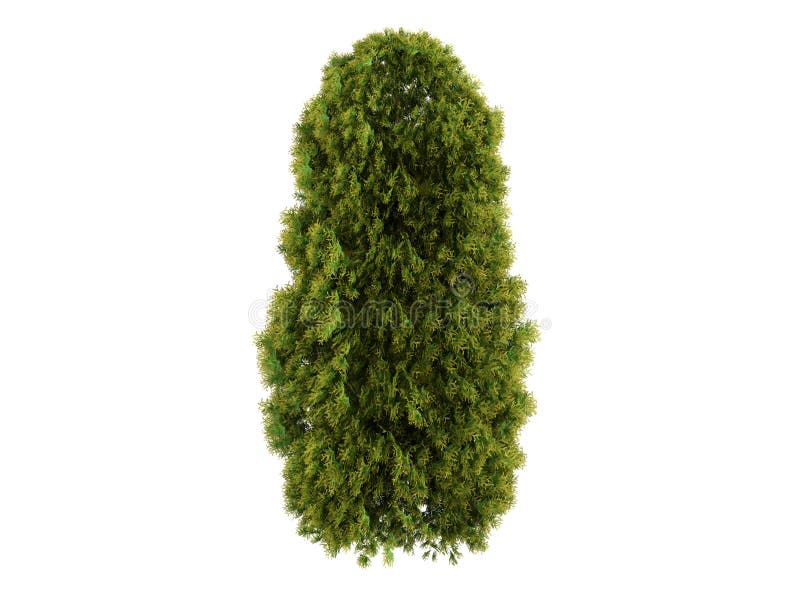 Thuja