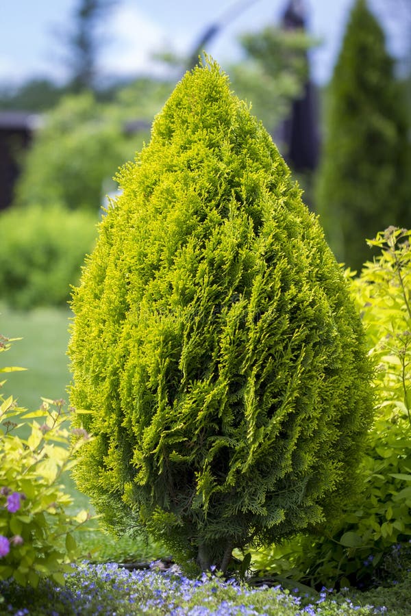 Green Thuja Tree Branches Background. Natural Needles Backdrop