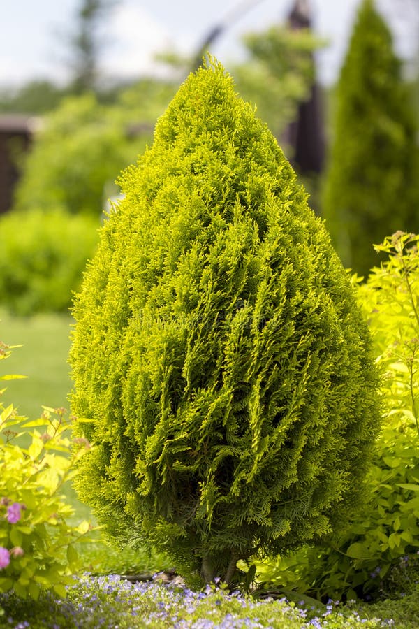 Thuja Brabant Thuja Occidentalis Thuja Plicata Arborvitae Ball Close-up ...