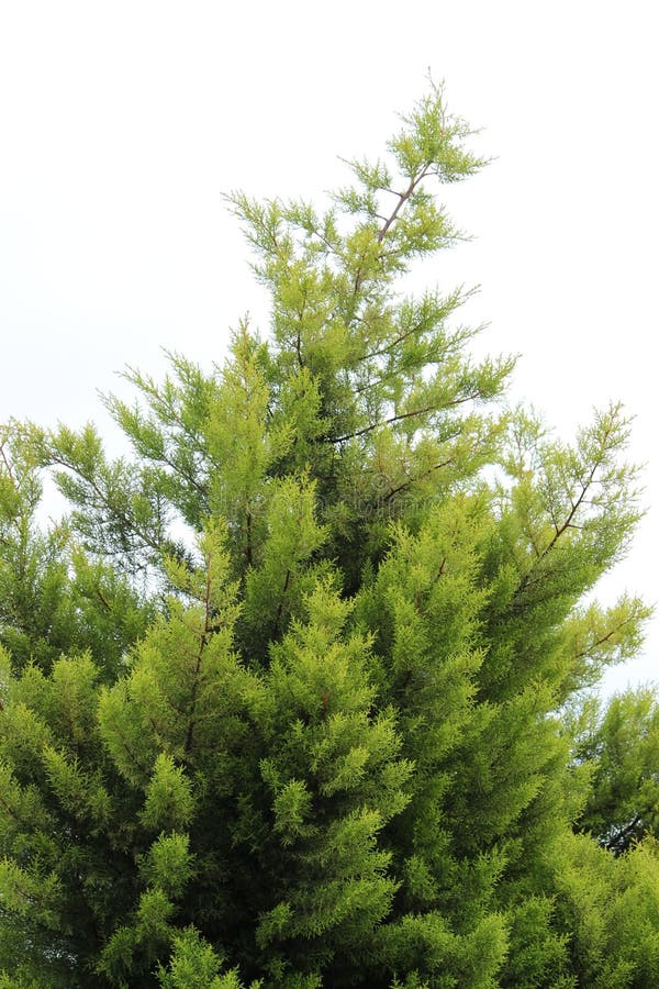 Thuja Green Giant Tree