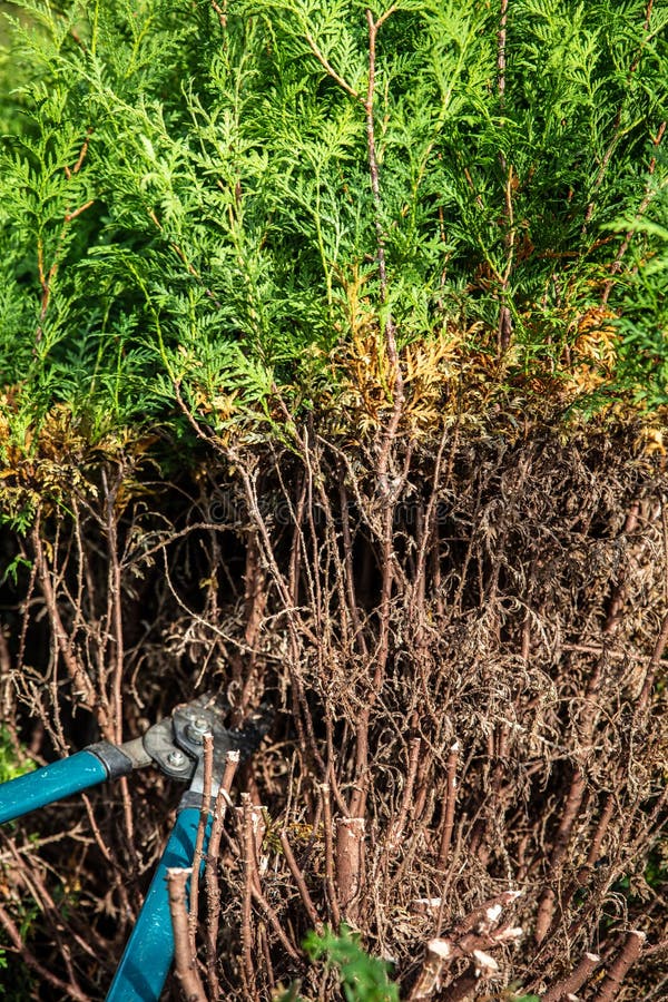 Thuja Hedge is Trimmed with Garden Scissors Stock Photo Image of