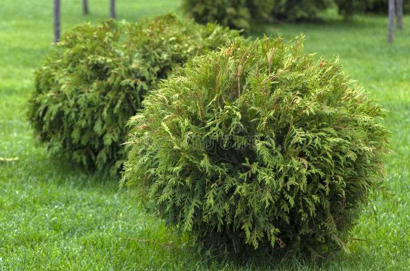 Thuja Occidentalis Danica Round Shape Decorative Garden Stock Image
