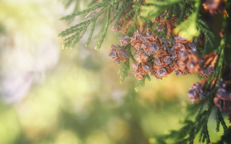 Thuja occidentalis Kegelabschluß herauf grünes backround stockbilder Thuja occidentalis Kegelabschluß herauf grünes backround stockbilder