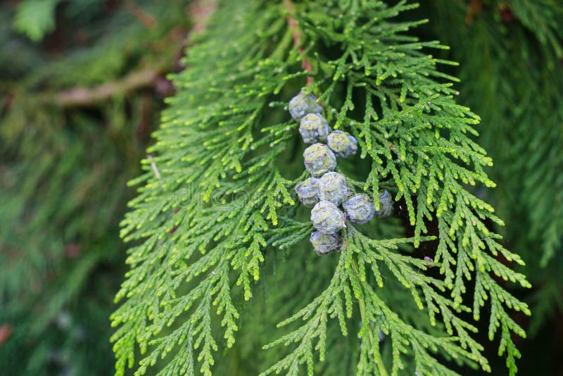 Thuja Occidentalis White Cedar Branch Stock Photo Image of Thuja Occidentalis White Cedar Branch Stock Photo Image of