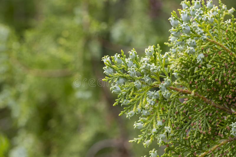 Thuja- oder Zypressengrüne Äste mit blautürkisfarbenen Konturen in der Nähe. Platycladus orientalis chinese thuja arbovitae juniper coniferous tree of the cupressaceae family. Zierpflanze.