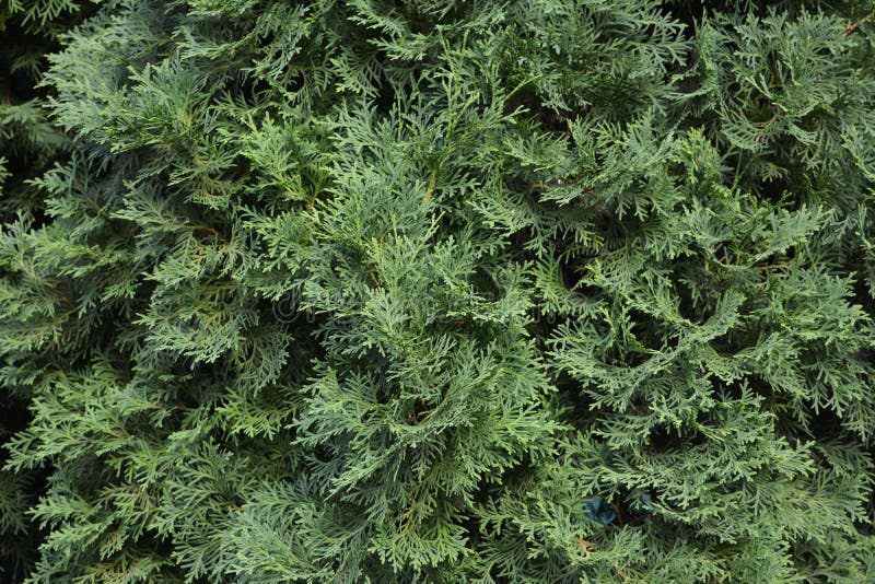 Thuja texture. Beautiful green hedge. Natural background stock images
