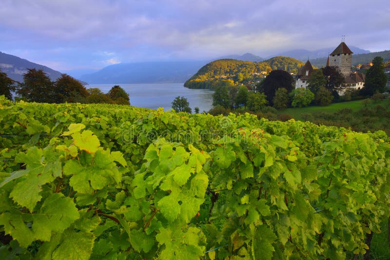 Thun sjö som omges av vingården nära den Spiez slotten royaltyfri fotografi Thun sjö som omges av vingården nära den Spiez slotten royaltyfri fotografi