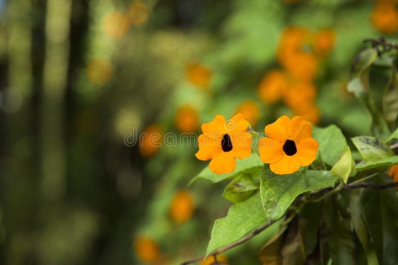 Thunbergia alata - Blumenauge stockfotografie Thunbergia alata - Blumenauge stockfotografie