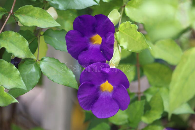 Cambodia. Thunbergia erecta. Siem Reap province