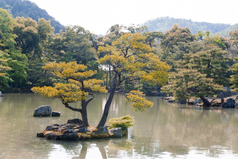 Thunbergii del pinus o pino negro japonés que crece en un islote imagen de archivo Thunbergii del pinus o pino negro japonés que crece en un islote imagen de archivo