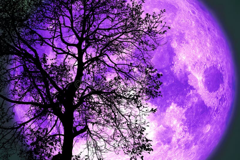 Thunder Moon on Night Sky Back Over Silhouette Dark Tree Stock Photo ...