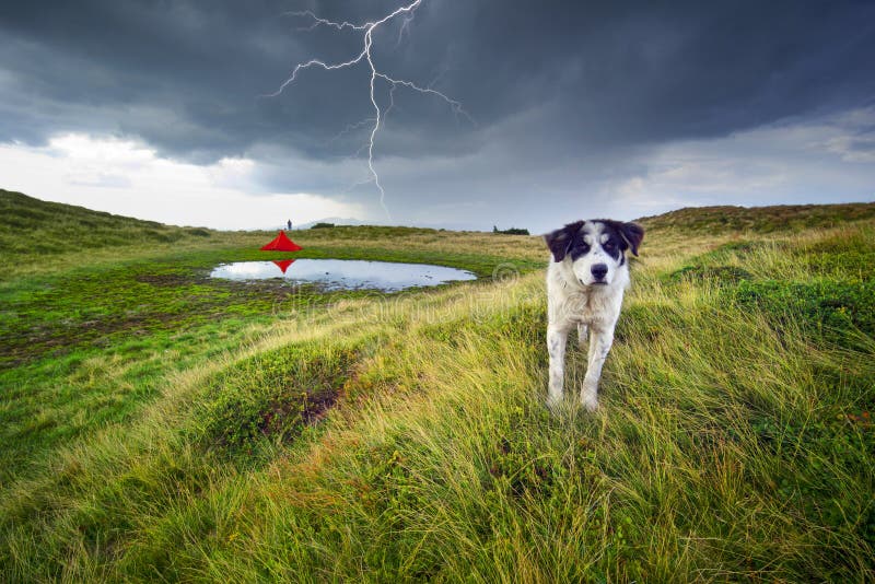 Thunderstorm and Sheep herding dog near an alpine lake