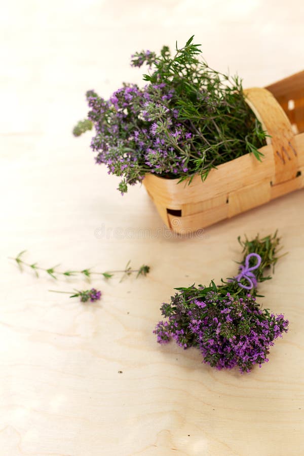 Thym frais du jardin dans un panier image libre de droits Thym frais du jardin dans un panier image libre de droits