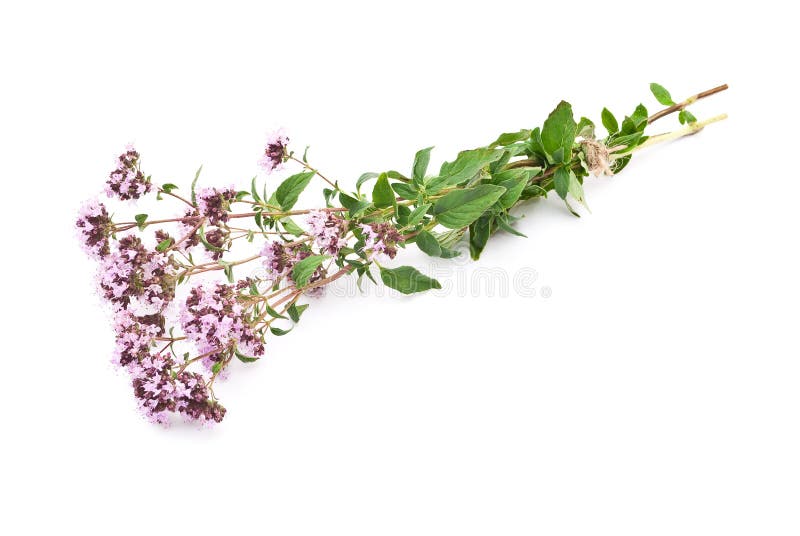 Thyme royalty-vrije stock foto