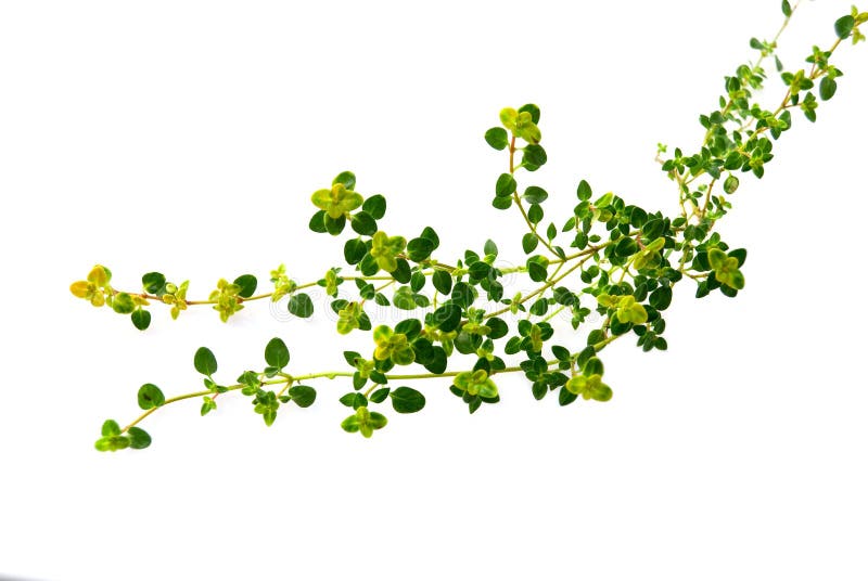 Thyme stock images