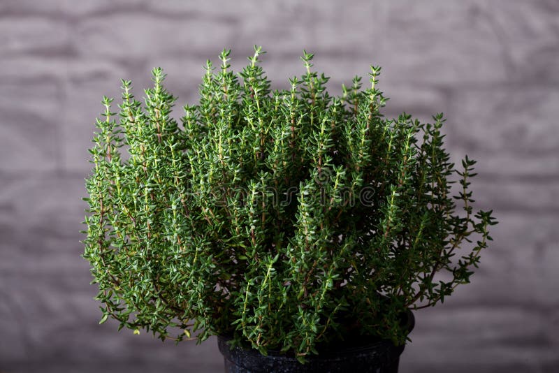 Thyme