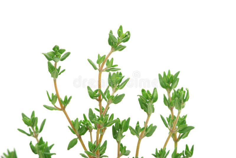 Thyme