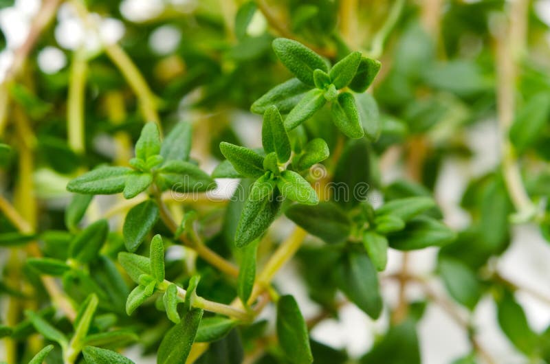 Thyme.best herbs to grow hydroponically