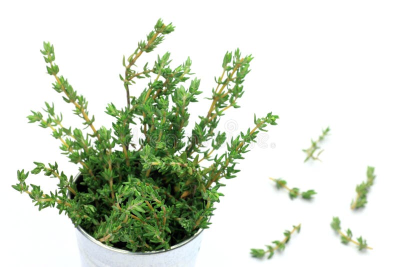 Thyme stock photo. Image of food, spicy, plant, green 24601372