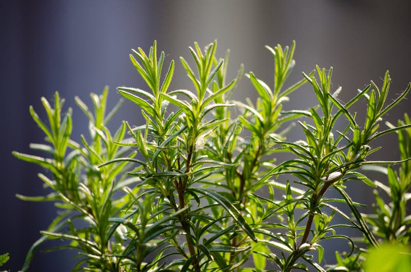Thymethee Op Een Houten Lijst Bloemen Van Thyme in Aard De Thyme Wordt