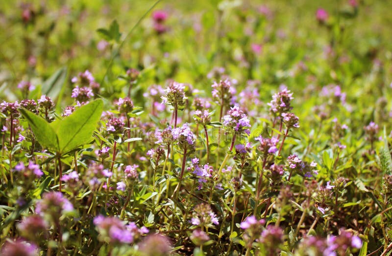 Thyme Blooms in Spring on a Bright Sunny Day. Medicinal Plant Stock