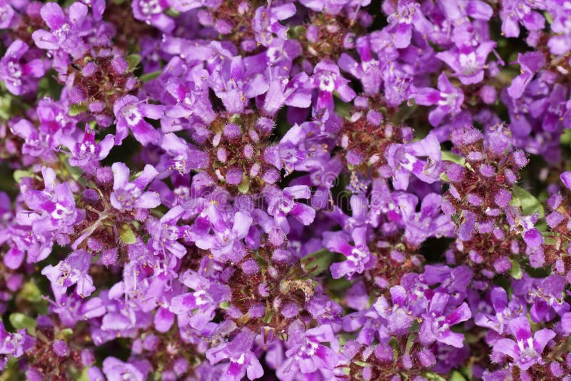 Thyme Blossom Thymus Serpyllum Stock Photo Image of thyme, fragility 120681718