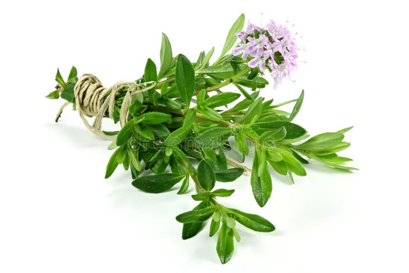 Thyme stock image. Image of kitchen, isolated, herbs 97762187