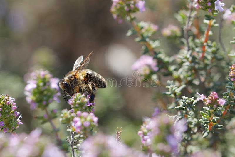 Thyme flower and bee stock photo. Image of blooming, plant 88588892