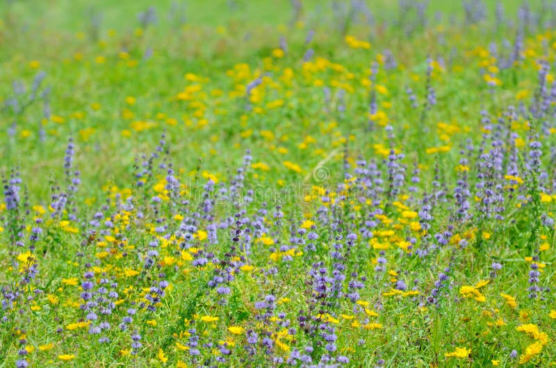 Thyme flowers on field stock image. Image of cook, herb 32726229