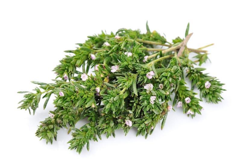 Thyme fresh herb stock photo. Image of botany, health 32443708