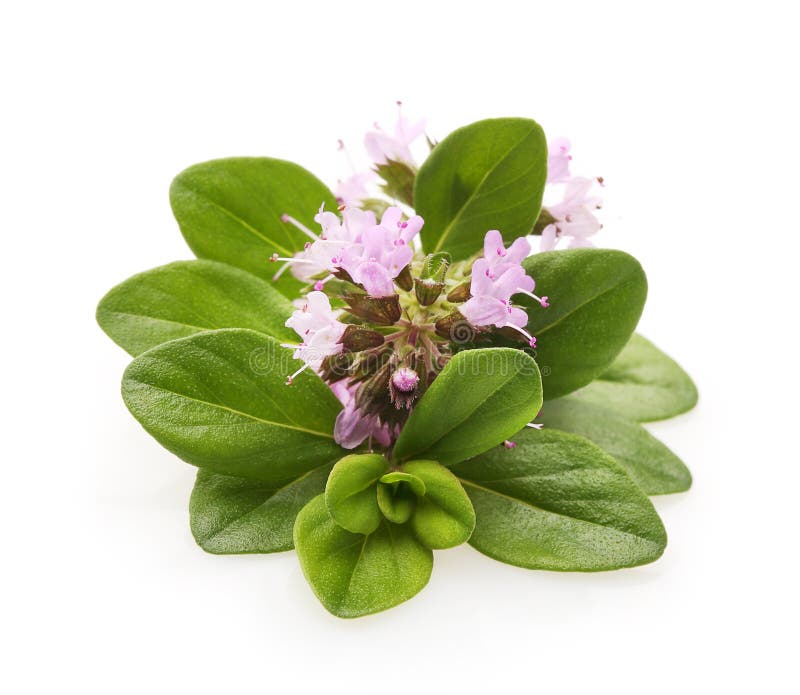 spring of fresh thyme spring of fresh thyme