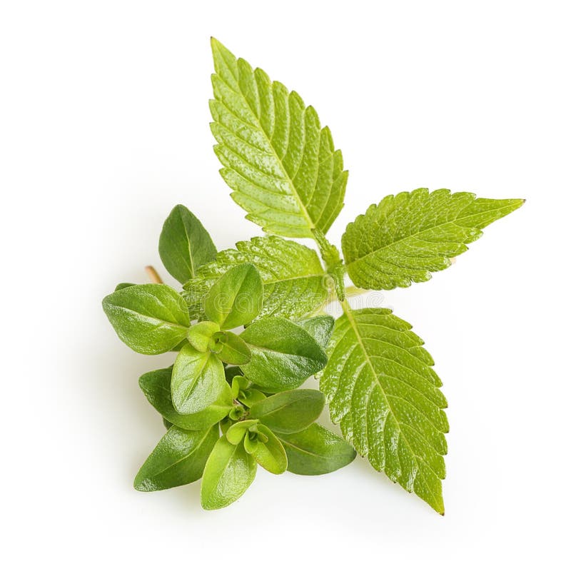 Herb mint stock photo. Image of peppermint, aromatic 96771704
