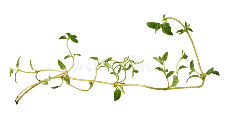 Thyme färsk ört isolerad på vit bakgrund arkivfoton