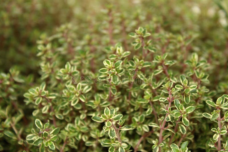 Thyme in the garden stock photo. Image of healthy, herb 143503834