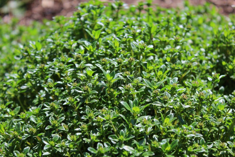 Thyme in the garden stock photo. Image of cooking, italian 145706402