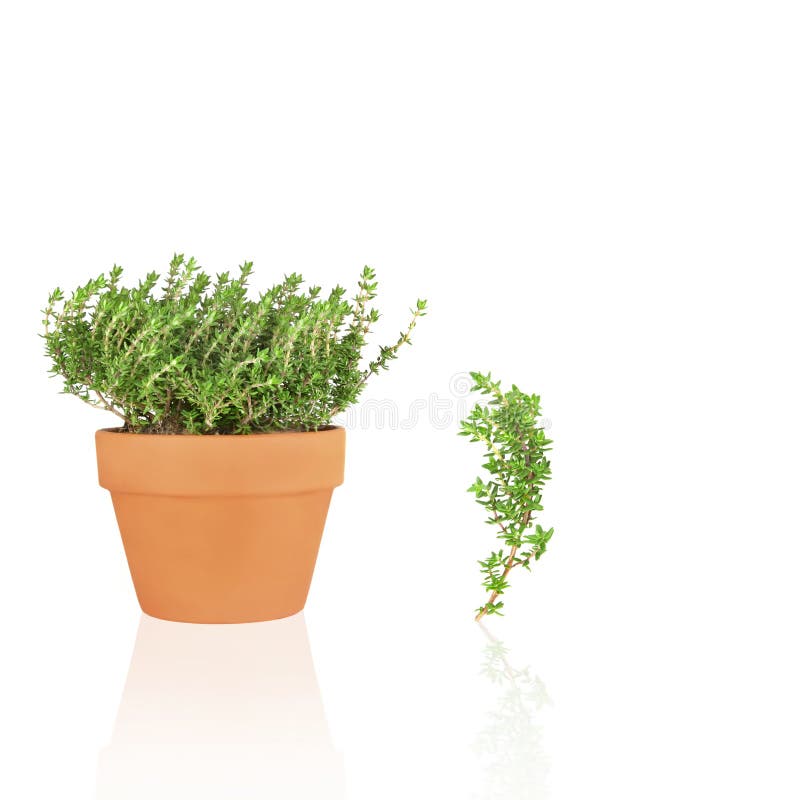 Thyme Herb and Leaf Sprig