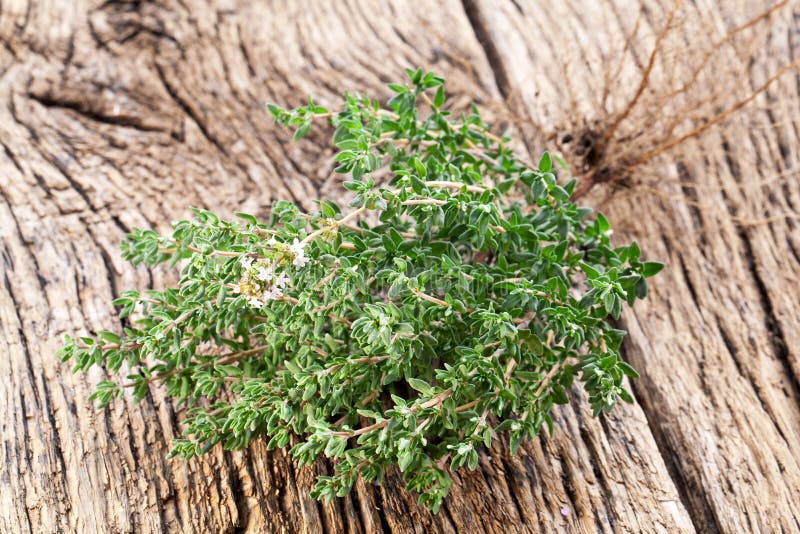 Thyme herb.