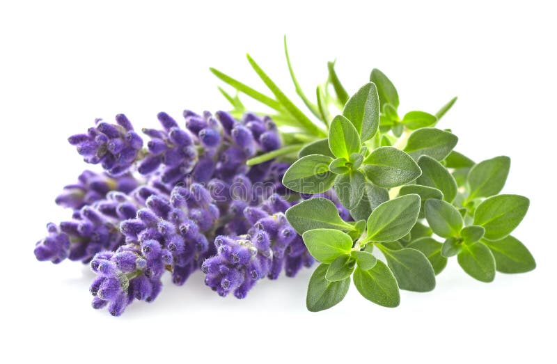Thyme with lavender stock image. Image of seasoning, plant 59465577