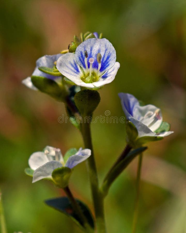 Thyme Leaved Speedwell Veronica Serpyllifolia. Stock Image Image of