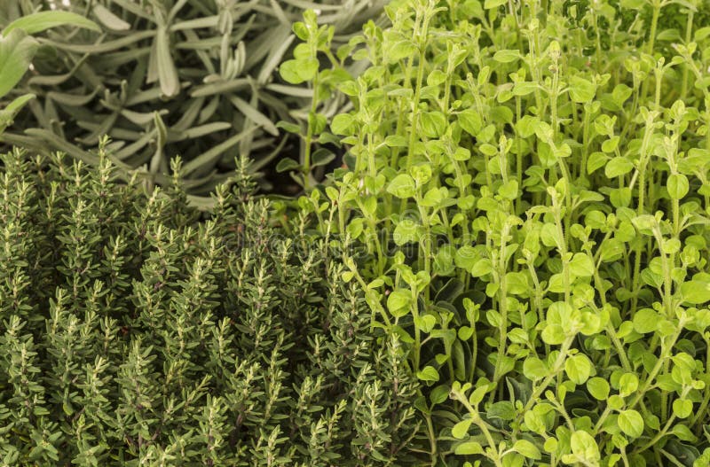 Pot Herbs Thyme, Lavender, Oregano, Sage Stock Photo Image of
