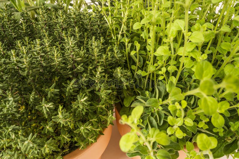 Thyme in Plant Pot Closeup Stock Image Image of cooking, leaves