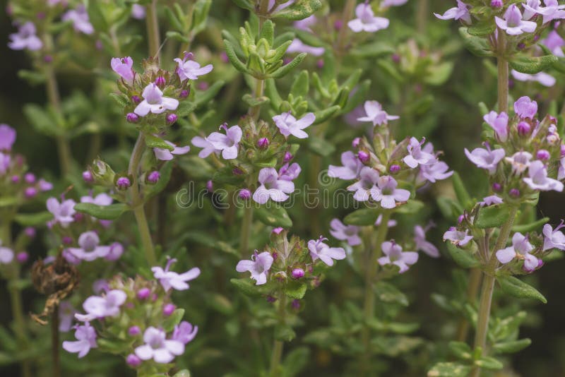 Thyme Plant with Blooming Flowers Stock Image Image of perennial