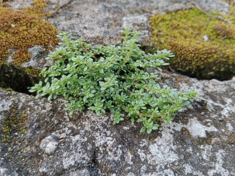 Thyme Plant Growing on Concrete Stock Image Image of rock, green