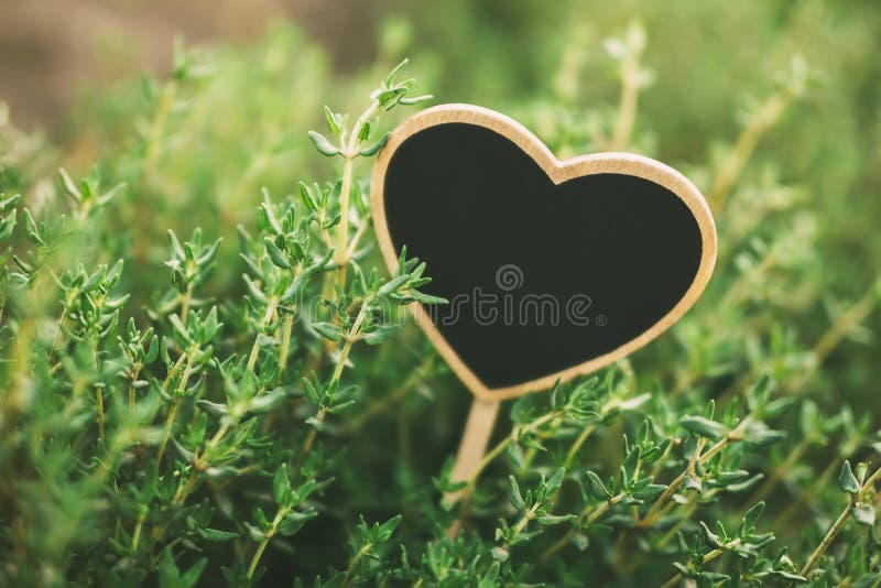 Thyme Plant Growing in the Herb Garden Stock Image Image of closeup