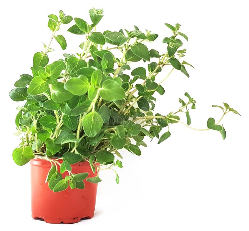 Thyme Plant Leaves Green in a Pot Isolated Stock Photo Image of