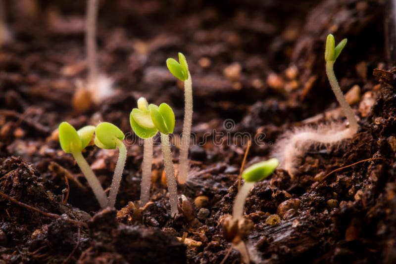 Thyme plant sprouts stock photo. Image of chili, beginning 84821196