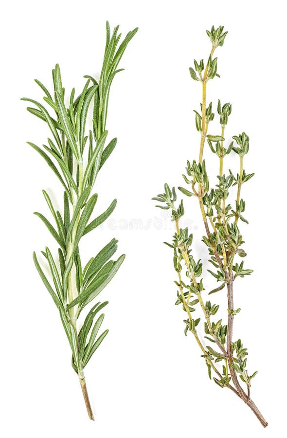 ground thyme to sprigs ground thyme to sprigs