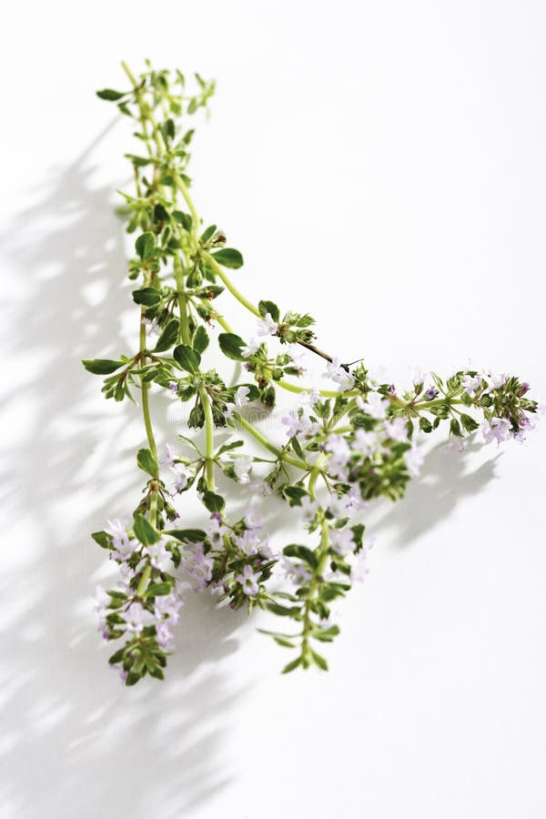 Thyme, Tymus serpyllum stock photo. Image of cuisine 50481438