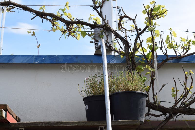 Thyme in the vine stock image. Image of roof, yard, branch 246858709